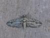 Eupithecia phoeniceata